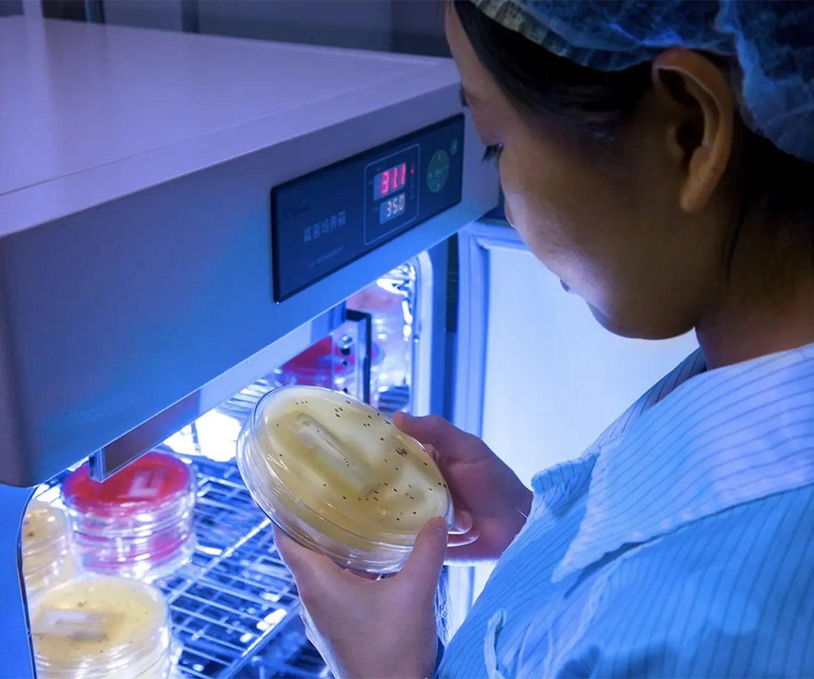 medical manufacturing worker looking at culture testing